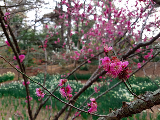 Cherry and plum blossoms