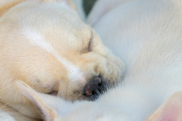 Cute little French bulldog sleeping together, close-up shot.