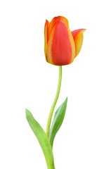 Yellow and red tulip isolated on white background