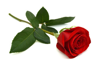 Fototapeta premium Pojedyncza piękna czerwona róża na białym tle