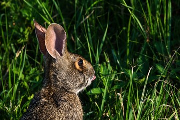 A Rabbit Along The Nature Trail!