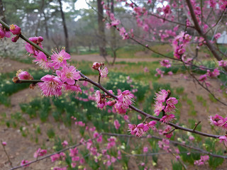 Cherry and plum blossoms