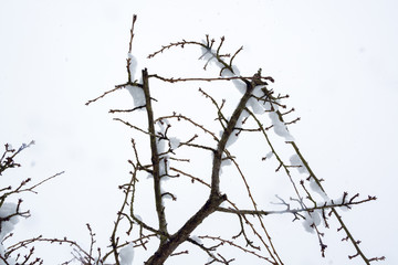 Cherry branches with buds under snow shower