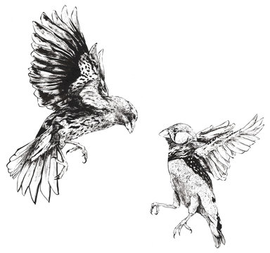 Darwin Finches Flying Fighting Hand Drawn