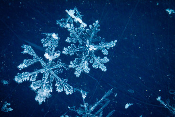 real snowflakes in the winter frozen in the cold layers of the atmosphere heavenly beauty unique live snowflake among frosty patterns and snow