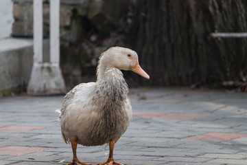 a wet duck rests on the shore