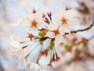 Fototapeta na wymiar japan sakura flower or cherry blossom full bloom in spring season.