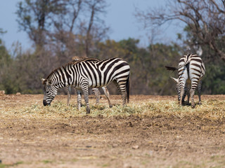 Fototapeta na wymiar The herd of Zebras looking for food on the ground