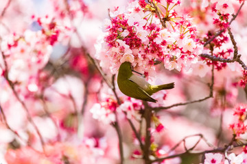 The Japanese White-eye.The background is cherry blossoms(Japanese name is Kanzakura). Located in Tokyo Prefecture Japan.