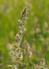 Cereal cocksfoot  grass  during blossoming