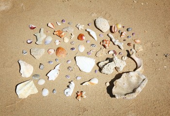 Fototapeta na wymiar Philippine beach shells