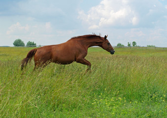 The chestnut horse jumps through a high grass on a meadow