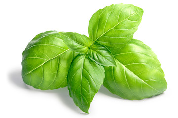 Basil O. basilicum leaves, top, paths