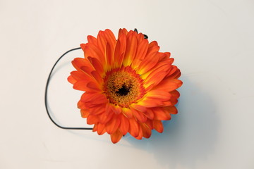 flower, gerbera, daisy, isolated, orange, gerber, nature, red, white, beauty, blossom, floral,...