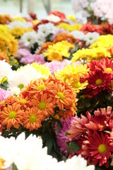 flower, nature, flowers, garden, yellow, summer, orange, plant, blossom, floral, green, spring, daisy, bloom, bouquet, beauty, flora, red, pink, chrysanthemum, marigold, petal, autumn, colorful, color