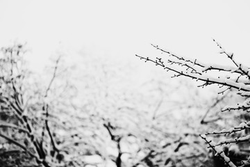 Naked tree branches covered with snow