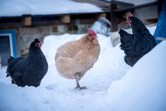 Freilandhühner im egenen Garten, Winter und Schnee