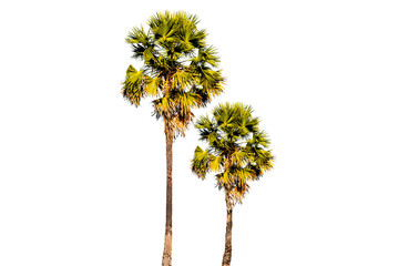 Palm trees in Thailand  isolated on white background
