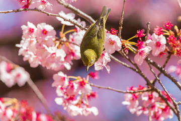 The Japanese White-eye.The background is cherry blossoms(Japanese name is Kanzakura). Located in Tokyo Prefecture Japan.