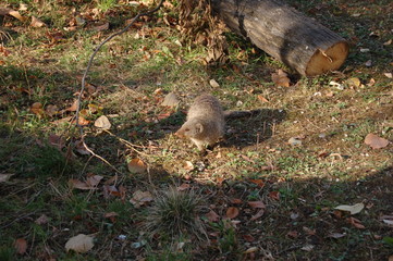 Herpestes fuscus,  Indian brown mongoose