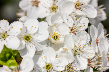 weiße Kirschblüten bei schönem sonnigen Wetter