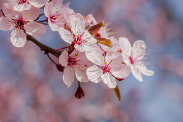 Japanische Kirschblüte bei schönem sonnigen Wetter in einem Park