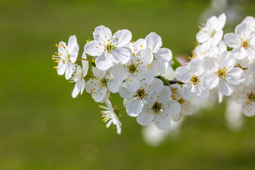 wei&szlig;e Kirschbl&uuml;ten bei sch&ouml;nem sonnigen Wetter