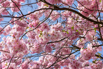 Japanische Kirschblüte bei schönem sonnigen Wetter in einem Park