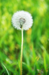 Alone dandelion on green grass background