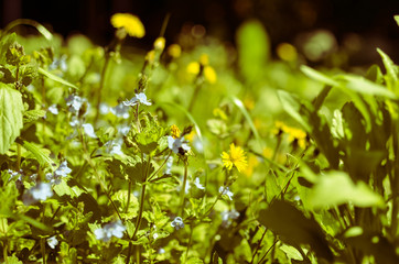 Background with fresh blue and yellow spring flowers