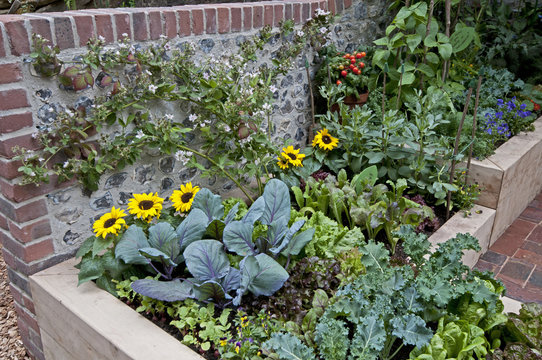 Small Urban Edible Garden With Selection Of Vegetables And Flowers