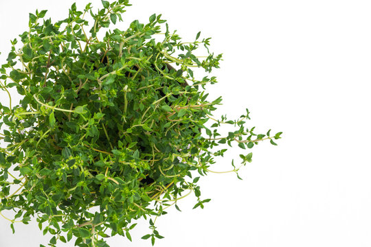 Fresh thyme herb grow in vase.