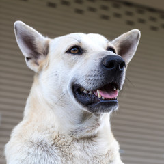 Close-up of the face of a white Thai dog who is staring at something and opens his mouth funny and playful.
