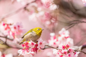 The Japanese White-eye.The background is cherry blossoms(Japanese name is Kanzakura). Located in Tokyo Prefecture Japan.