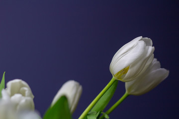 Bright White Tulips