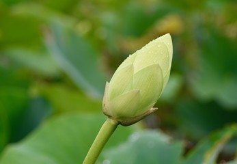 American lotus flower bud detail