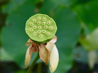 American lotus seed pod detail