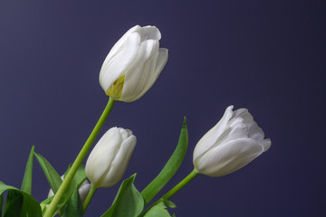 Bright White Tulips