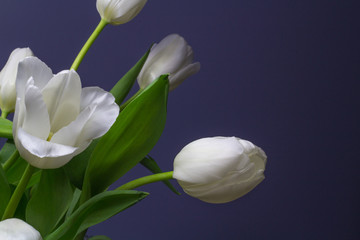 Bright White Tulips