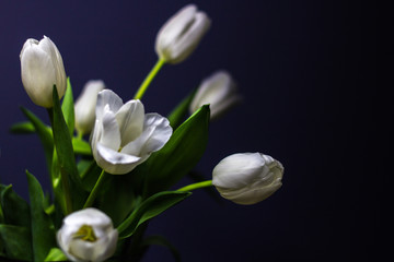 Bright White Tulips