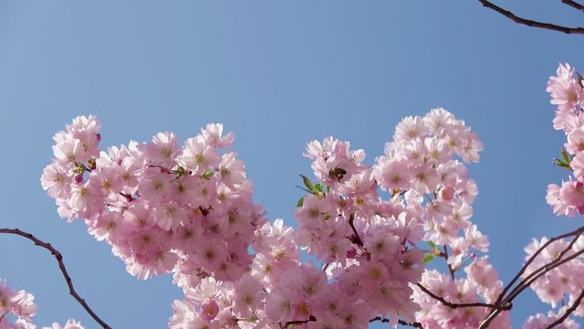Japanische Kirschbl&uuml;te bei sch&ouml;nem sonnigen Wetter in einem Park