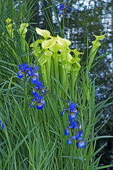 Fototapeta premium A water garden celebrating one of the world's fragile habitats and a selection of suitable plants