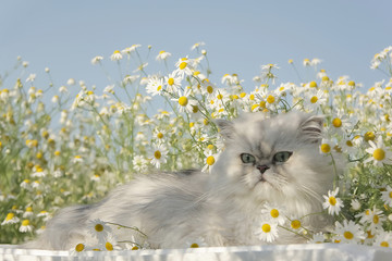  Portrait of lying cat with flowers