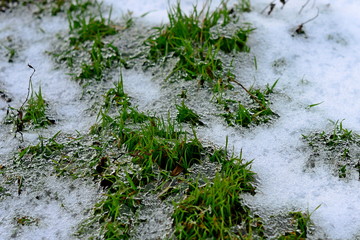 Green grass climbs out from under the white snow in early spring