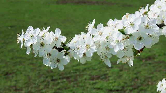 wei&szlig;e Kirschbl&uuml;ten bei sch&ouml;nem sonnigen Wetter