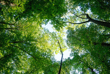 Nature green wood sunlight backgrounds.