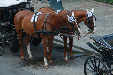 Two horses of a taxi carriage, are resting after a tour through Vienna, Austria