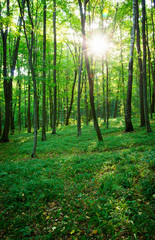 forest trees. nature green wood sunlight backgrounds.