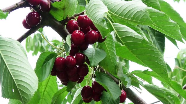 viele rote reife S&uuml;&szlig;kirschen an einem Baum