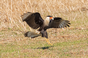 Crested Caracara Coming In For A Landing In The Swampland Of Florida